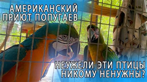 АМЕРИКАНСКИЙ ПРИЮТ ДЛЯ ПОПУГАЕВ | ПОЧЕМУ КРУПНЫЕ ЭКЗОТИЧЕСКИЕ ПОПУГАИ ...