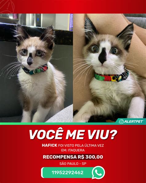 Gato Perdido S O Paulo Sp Hafick Alertpet