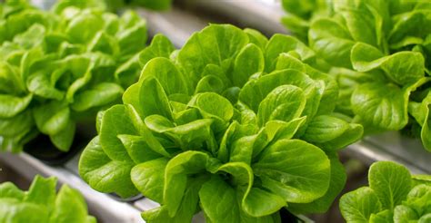 ph ec chart   hydroponic crops   guessing truleaforg
