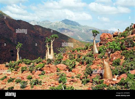 Socotra Pflanzen Fotos Und Bildmaterial In Hoher Auflösung Seite 3