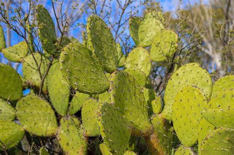 Premium Photo Close Up Of Green Leaves On Plant Cactus Nopal Stalk