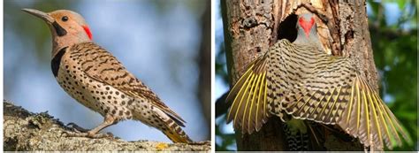 Types Of Woodpeckers Found In Massachusetts Bird Watching Hq