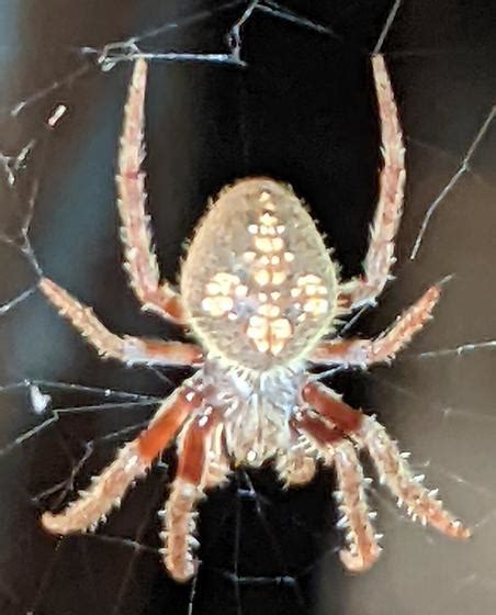 Orb Weaver Eriophora Ravilla Bugguide Net