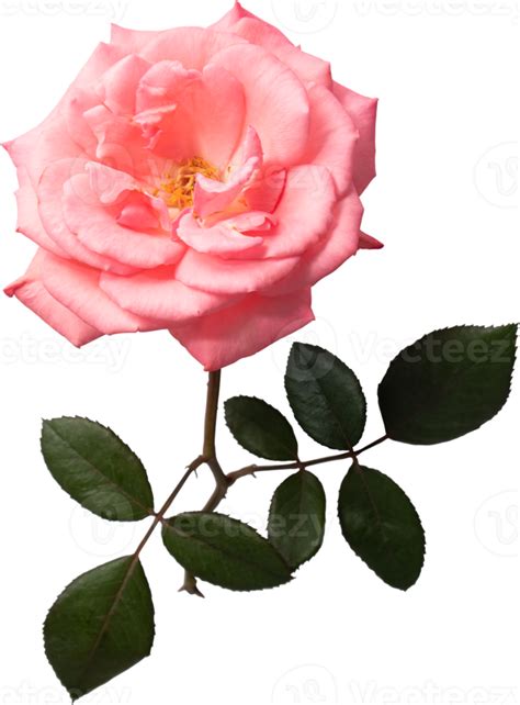 Recopilación Imagen 200 Fondo De Rosas Png Abzlocalmx