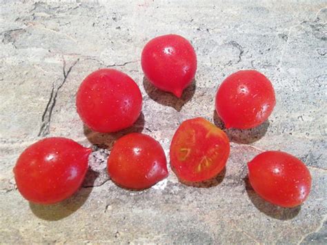 1374 - Red Pendulina \ Пендулина красная | Tomatoeden