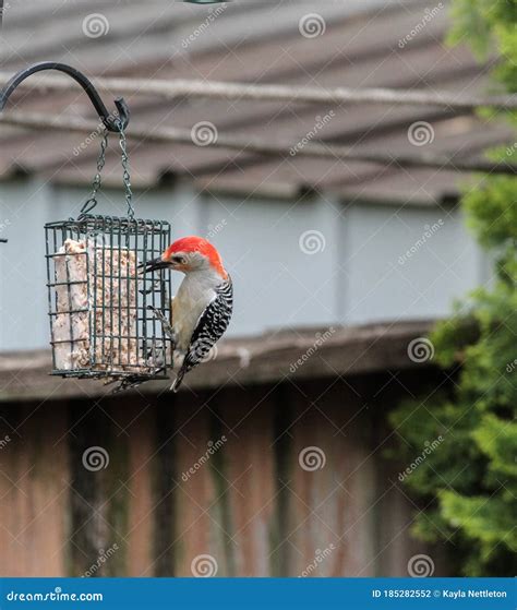 Red-Bellied Woodpecker Hanging on Metal Bird Feeder Trying To Get Food