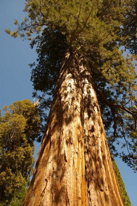 20 Sequoia National Forest ideas | sequoia, national forest, forest