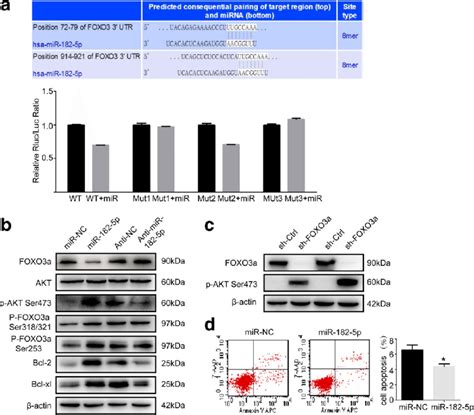 MiR 182 5p Targets FOXO3a To Activate AKT Pathway A Predicted Binding