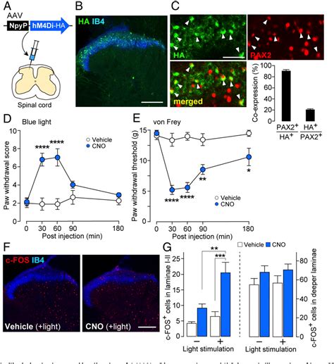 Figure 3 from A subset of spinal dorsal horn interneurons crucial for ...