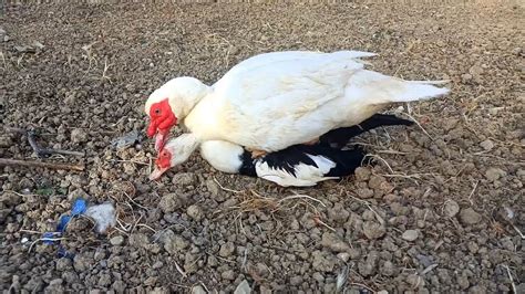 Ducks Mating Youtube