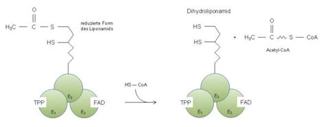 Pyruvatdehydrogenase Doccheck Flexikon