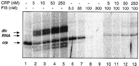 Effect Of Crp And Fis On Transcription Of The Crp Promoter In Vitro A