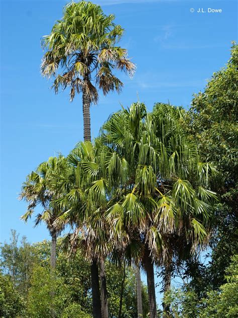 cabbage palm tree flowers - Eartha Sowers