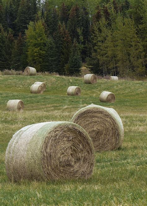 Fotos gratis paisaje naturaleza césped planta heno campo granja