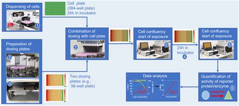 High Throughput Bioassays With Mammalian Cells Helmholtz Centre For Environmental Research