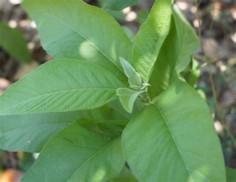 Sambong Plant