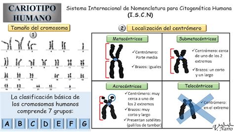 Biologia Contemporanea En El Cariotipo Los Cromosomas Se Ordenan Por