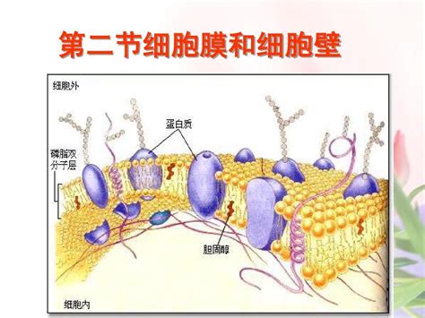 细胞膜和细胞壁word文档在线阅读与下载无忧文档