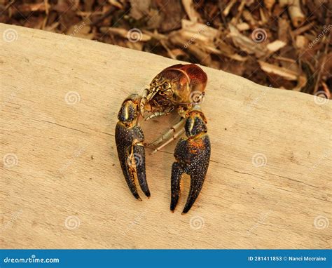 Fingerlakes Crayfish Shell After Molting Stock Image Image Of