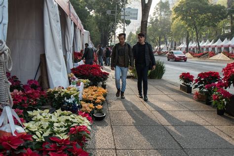 ¡se Acerca El Festival De Flores De Nochebuena 2022 En Reforma