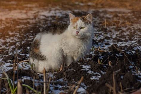 Muddy cat Stock Photos, Royalty Free Muddy cat Images | Depositphotos