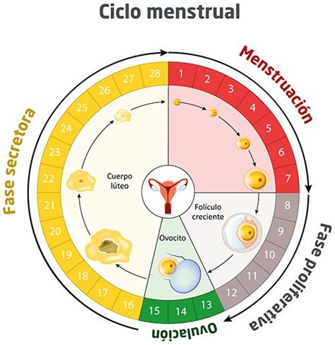 Fases Del Ciclo Menstrual Tu Canal De Salud