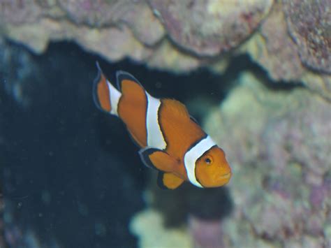 The Online Zoo - Orange Clownfish