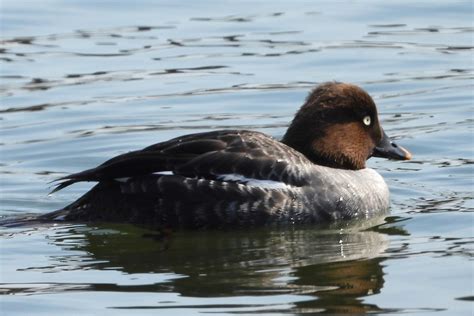 Goldeneye F Seen At Lasalle Park David M Prescott Flickr