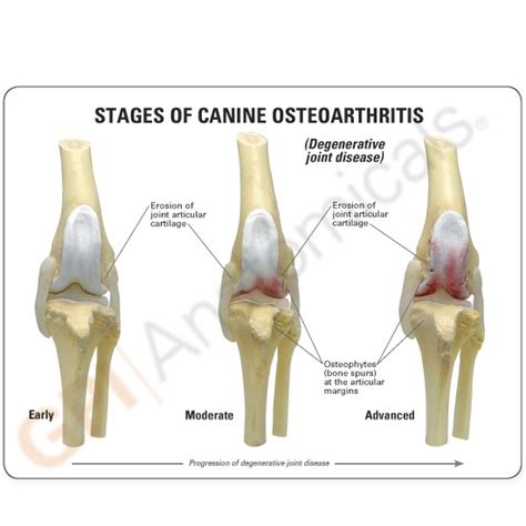 Canine Knee Anatomical Model 4 Stage Osteoarthritis