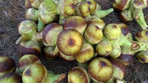 King Of Cool In Summer Organic Palmyra Fruit Nungu Cutting Tamil Food