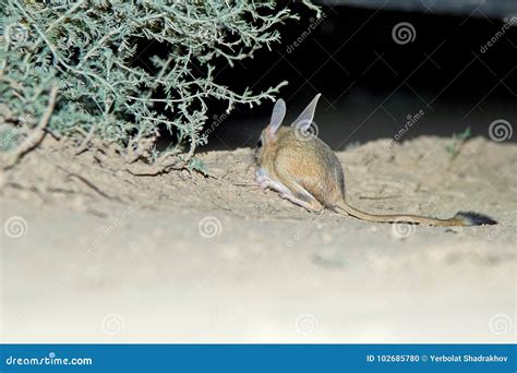 Jerbojaculus El Jerbo Es Un Animal De La Estepa Y Lleva Una Vida