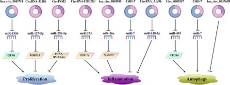 Circrnas That Promote Or Inhibit Proliferation Inflammation And Download Scientific Diagram