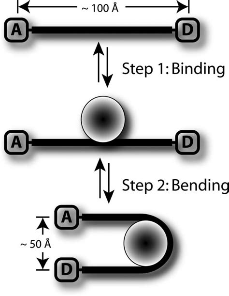 A Schematic Representation Of The Fret Binding And Bending Assay The