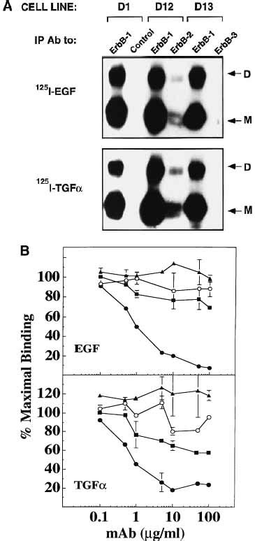 Differential Endocytic Routing Of Homo‐ And Hetero‐dimeric Erbb Tyrosine Kinases Confers