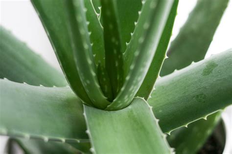 Aloe Vera essen Möglichkeiten Risiken