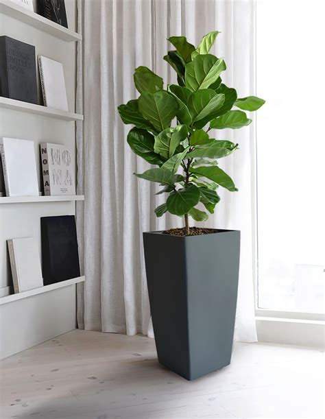 Indoor Plant - 012 Pot - 013 Supplier Malaysia | Indoor Plant - 012 Pot - 013 Distributor Malaysia