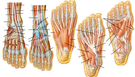 Anatomy - Foot Muscles Diagram Diagram | Quizlet