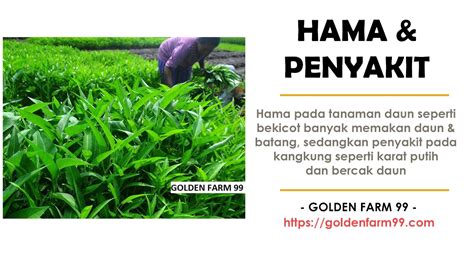 Jenis Jenis Hama Tanaman Kangkung Dan Penyakitnya Petani Wajib Tahu