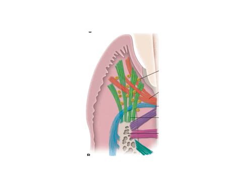 Gingival Fibers Quiz