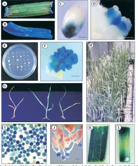 Rhodopseudomonas palustris | Semantic Scholar