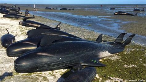 Hunderte Wale Verenden Am Strand Aktuell Welt Dw