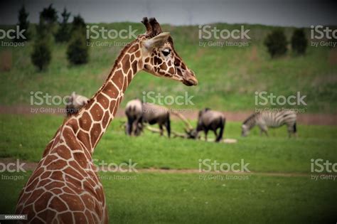 Giraffe Spots Stock Photo - Download Image Now - Africa, Animal, Animal ...