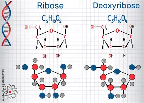 Ribose Vs Deoxyribose