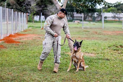 Cães da PMDF conquistam aposentadoria após anos de trabalho Jornal