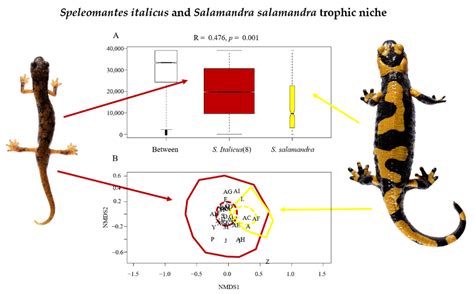 The Trophic Niche Of Two Sympatric Species Of Salamanders