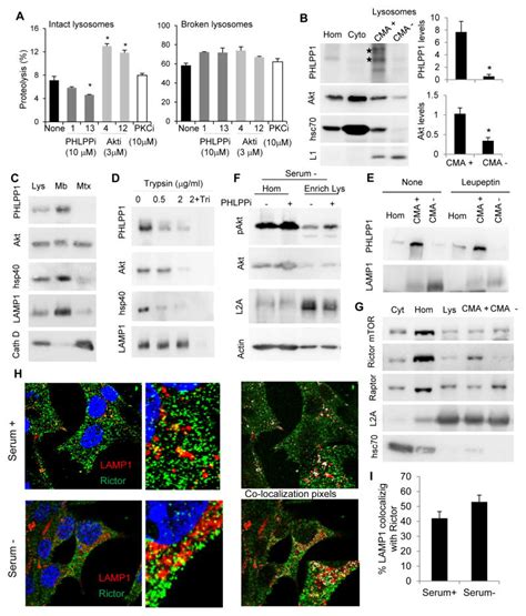 Lysosomal MTORC2 PHLPP1 Akt Regulate Chaperone Mediated Autophagy PMC