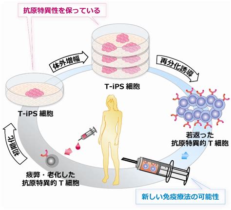 Ips細胞でt細胞が若返る 東京大学