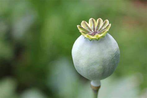 Flowers Green Edible Garden Poppy Pods Poppies