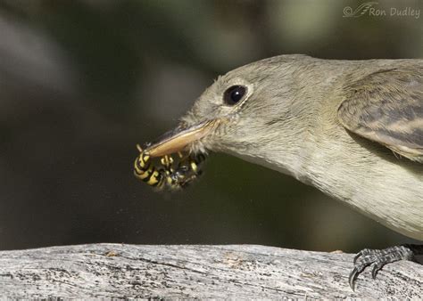 Dusky Flycatcher Killing and Eating A Yellowjacket – Feathered Photography