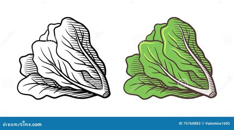 Lettuce Illustration Stock Vector Illustration Of Style